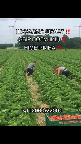#збірполуницівнімеччині #збірполуниці #роботазакордоном #заробітчани #сезоннаробота 