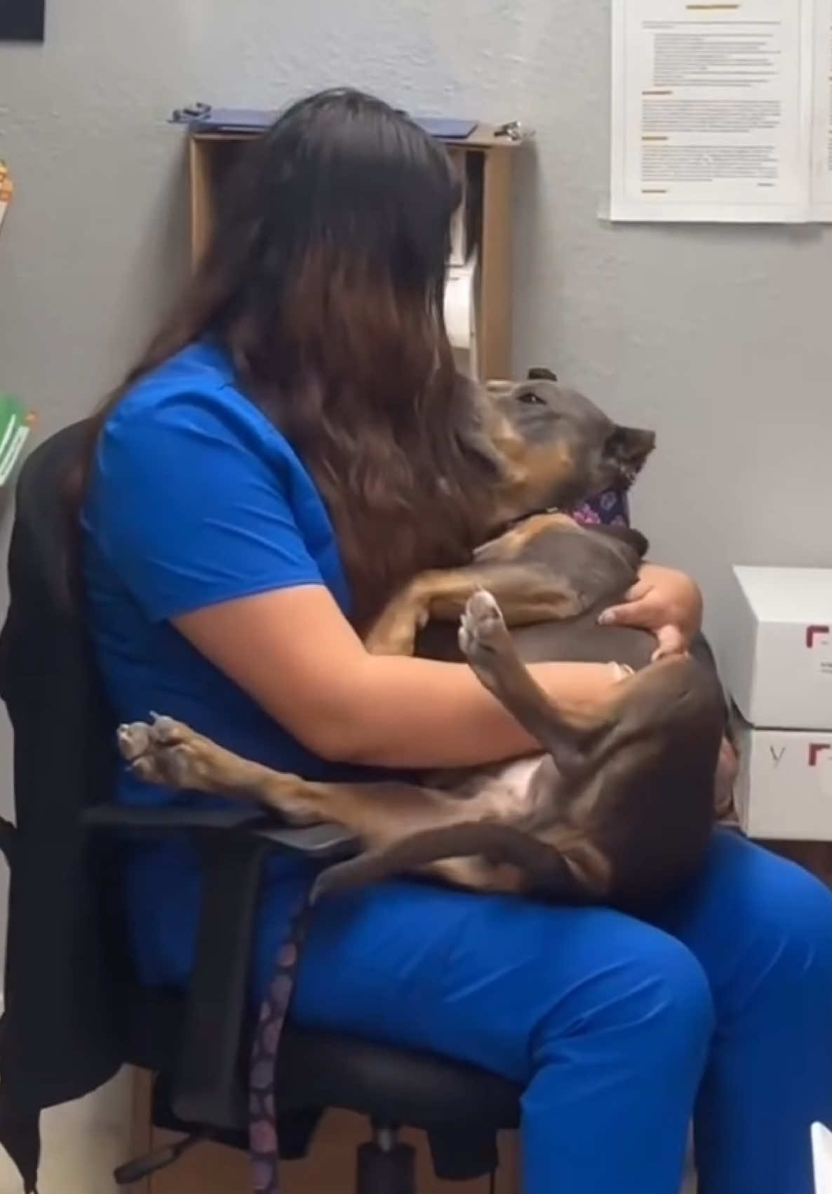 I know a lot of doggies don’t like going to the vet but I love it. Everybody is so nice to me. @Yao Animal Hospital said I’m the only dog who wags her tail when getting anal glands cleaned. You know what they say? When life gives you lemons make lemonade! #misspeaches 