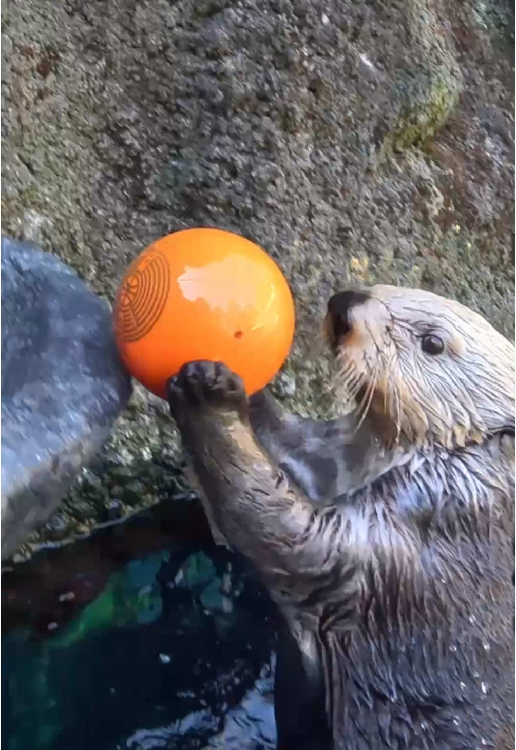 Good girls making good baskets 🦦 🏀  Sea otters Juno and Sushi play basketball to keep their elbow joints healthy and strengthen their bonds with care staff. Clam dunk!  #otter #basketball #animals #oregonzoo 