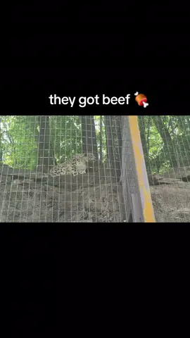 Mountain lion and a snow leopard got beef #cat #lion #leopard #cougar #animal #zoo