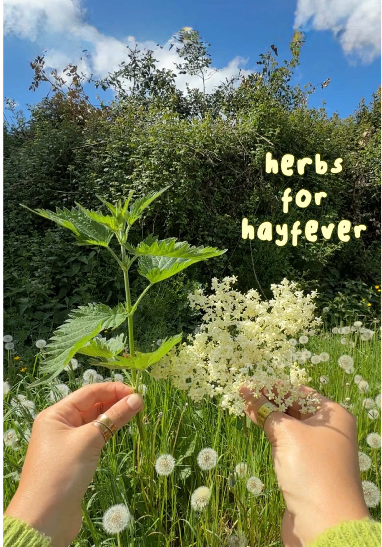 Quite often, when the pollen is high, I turn up to my foraging workshops with red, streaming eyes 😭  I have to explain to everyone that I haven't been crying, and I'm actually very happy to be there! I just haven't had any medicine yet! 😅 And when I say medicine, I mean a cup of this incredible brew! Which tends to clear up my symptoms in 10-15 minutes! It's said that the elder mother gives us the medicine we need when we need it! Hay fever relief as we come into summer and vitamin C, cold and flu fighting berries as we come into autumn! 🍂  Nettle is also incredible for hayfever symptoms! It acts as a natural antihistamine, helping to block the histamine receptors involved in allergic reactions like sneezing, itchy eyes, and runny noses. 🤧  Of course you can dry your herbs and make a tea blend, but you can also use fresh herbs! One nettle top and one elderflower head covered in (almost) boiling water, covered, and left to steep for 10 minutes, then mixed with some local honey will make the perfect hayfever remedy! Any other nature loving hay fever sufferers out there?! 🙋‍♀️ #foraging #herbalism #hayfever