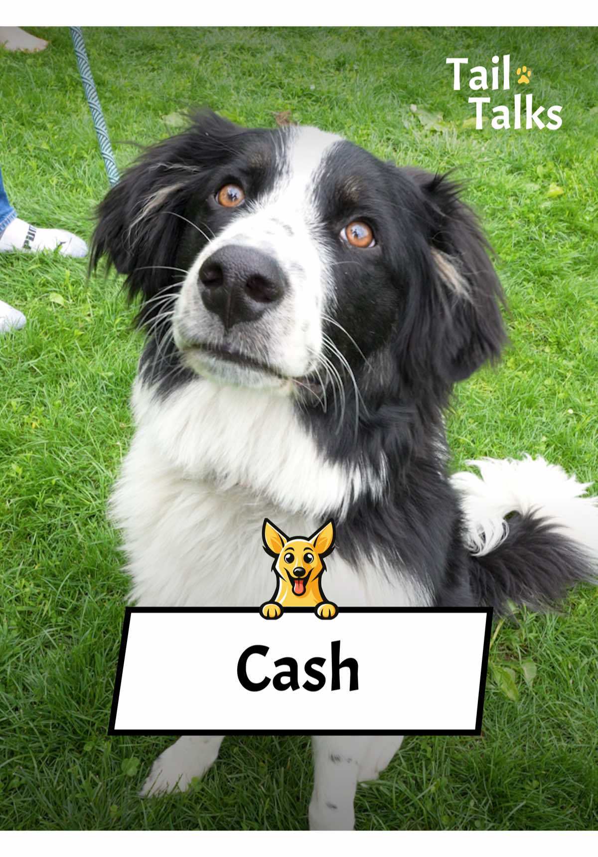 Cash, 7.5 Months Old, Australian Shepherd & Great Pyrenees mix, This southern good boy knows how to make everyone fall in love with him. His sweet energy will capture your heart in two seconds flat. He doesn’t understand why his parents have to work, and he will do anything to make sure their attention is always on him. #australianshepherd #aussie #greatpyrenees #dogs #dogsoftiktok #streetinterview #dogtok @real.rachel.green 