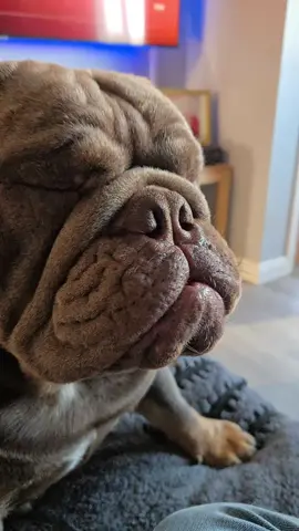 #richard #foryou #pets #foryoupage #bulldog #dog #englishbulldog #megans_angels #forupage #animalantics #fyp #cute #englishbulldogpuppy #