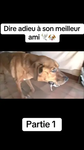 Ce moment déchire le cœur… Après des années d’amour, elle doit laisser partir son vieux compagnon. Le vétérinaire est là pour l’aider à s’endormir paisiblement. Repose en paix, petit ange 💔🐾 #chien #petsonfire #euthanasie #adieux #hommage #meilleurami #animaux #emouvant #CapCut 