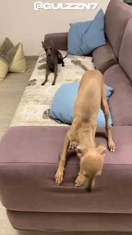 Cachorro palito galgo. #cachorro #pets #curiosidades #galgo 