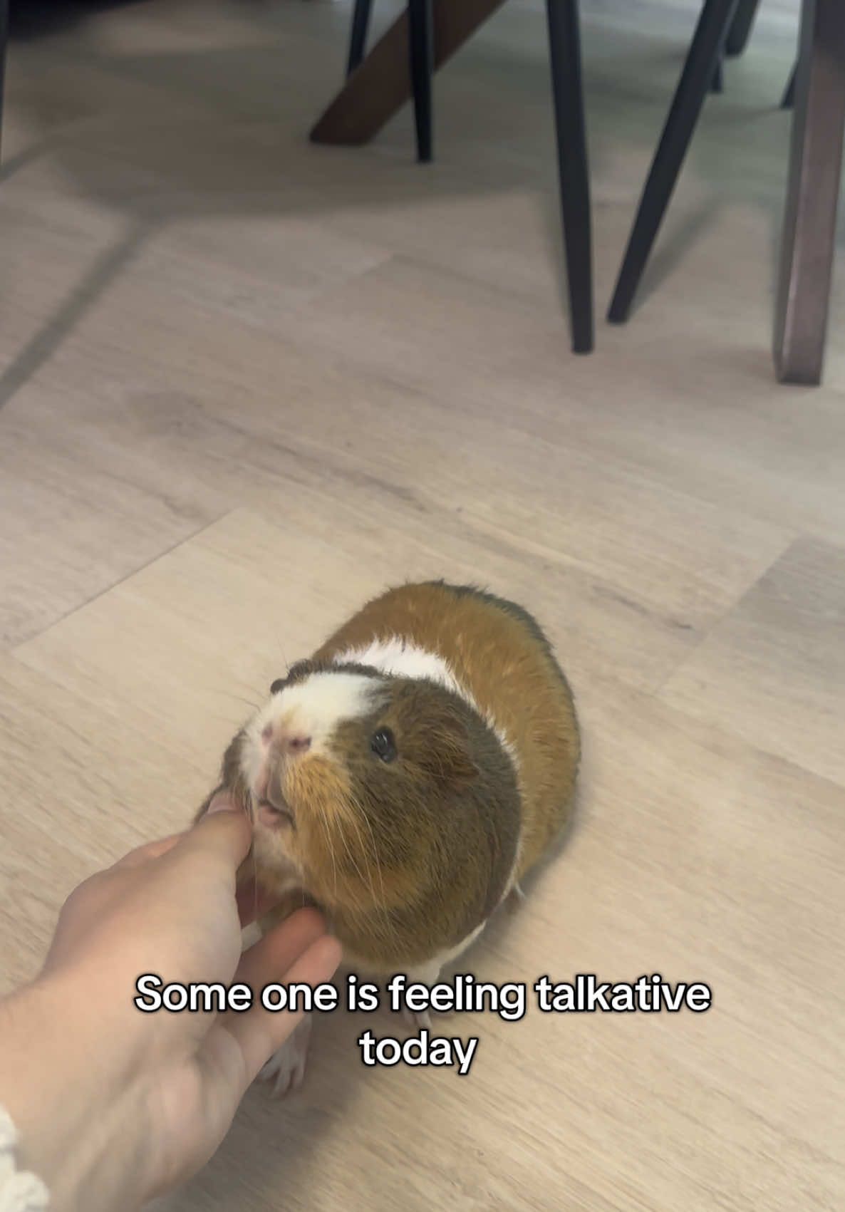 If there’s one thing about coconut is that he is not shy 🙈🤭  #guineapigsounds #coconuttheguineapig #guineapigsoftiktok 