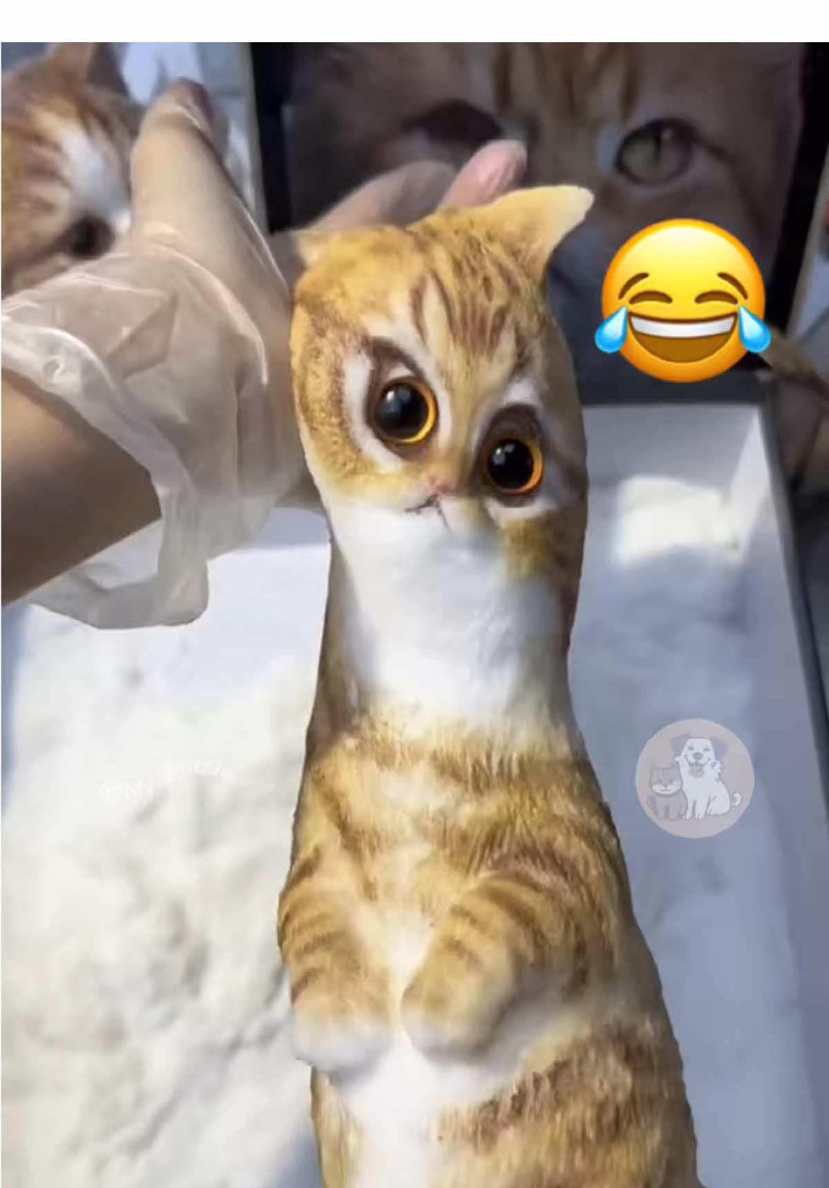 @Adam.elea1 @My Petsie @My Petsie @Adam.elea1 @My Petsie Store @🐾Ricky 🐾  Cats Shocked by Squishy Cat Creation! 😂🐱 | Funny & Confused Kittens Reactions #MyPetsie  ___________________________________________  Explore the Link in Our Bio for More Best Pets Toys & Supplies! 🛒🛍️  ___________________________________________    Follow @my.petsie  For More Daily Videos 🔥❤️  ___________________________________________  You won’t believe how these cats react when they see a human making a squishy version of themselves! 😹 Their faces? Pure confusion and judgment. Watch until the end — the last cat’s expression is priceless! 😂 ___________________________________________  Plz Dm for credit & removal 💬 ___________________________________________  Our social Media : 👇(contact on us Instagram    @my.petsie & @my.petsie1 & @mypetsie.store  ___________________________________________  #FunnyCats #CatReaction #ConfusedCats #SquishyCat #CatComedy #CatMemes #CatsOfTikTok #FunnyAnimals #FunnyVideos #Kitty #Kittens #ShockedCats #CatsJudgingYou #ViralCatVideo #PetComedy #HilariousCats #CatExpressions #CatLover #MyPetsie 