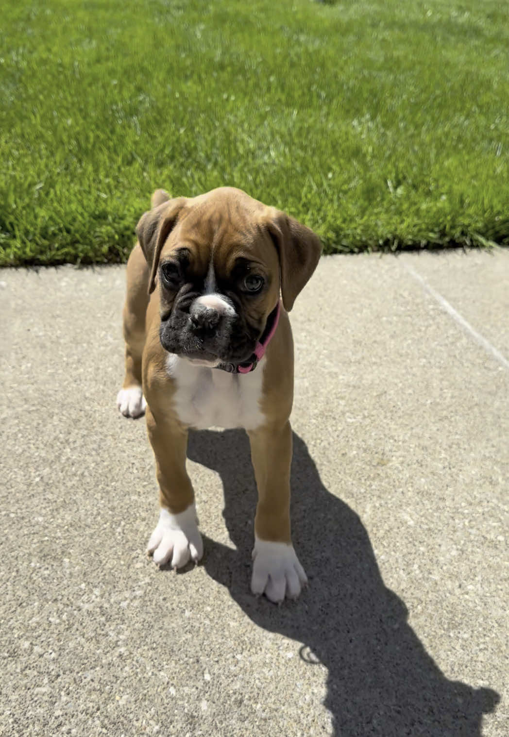 Pretty little baby 🎶🩷💐 #boxer #boxerdog #boxerpuppy #funnydog #fawnboxersoftiktok #fawnboxer #prettylittlebaby 