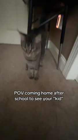 #i 💗 my kid #softball #cats #xyzcba #relatable 