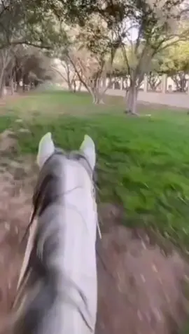 #نجران #اكسبلور #سقام #اليامي🤞🏻 #الشرفه_نجران #خيل_وخياله🐎 #خيل_عربي_اصيل #مالي_خلق_احط_هاشتاقات🧢 