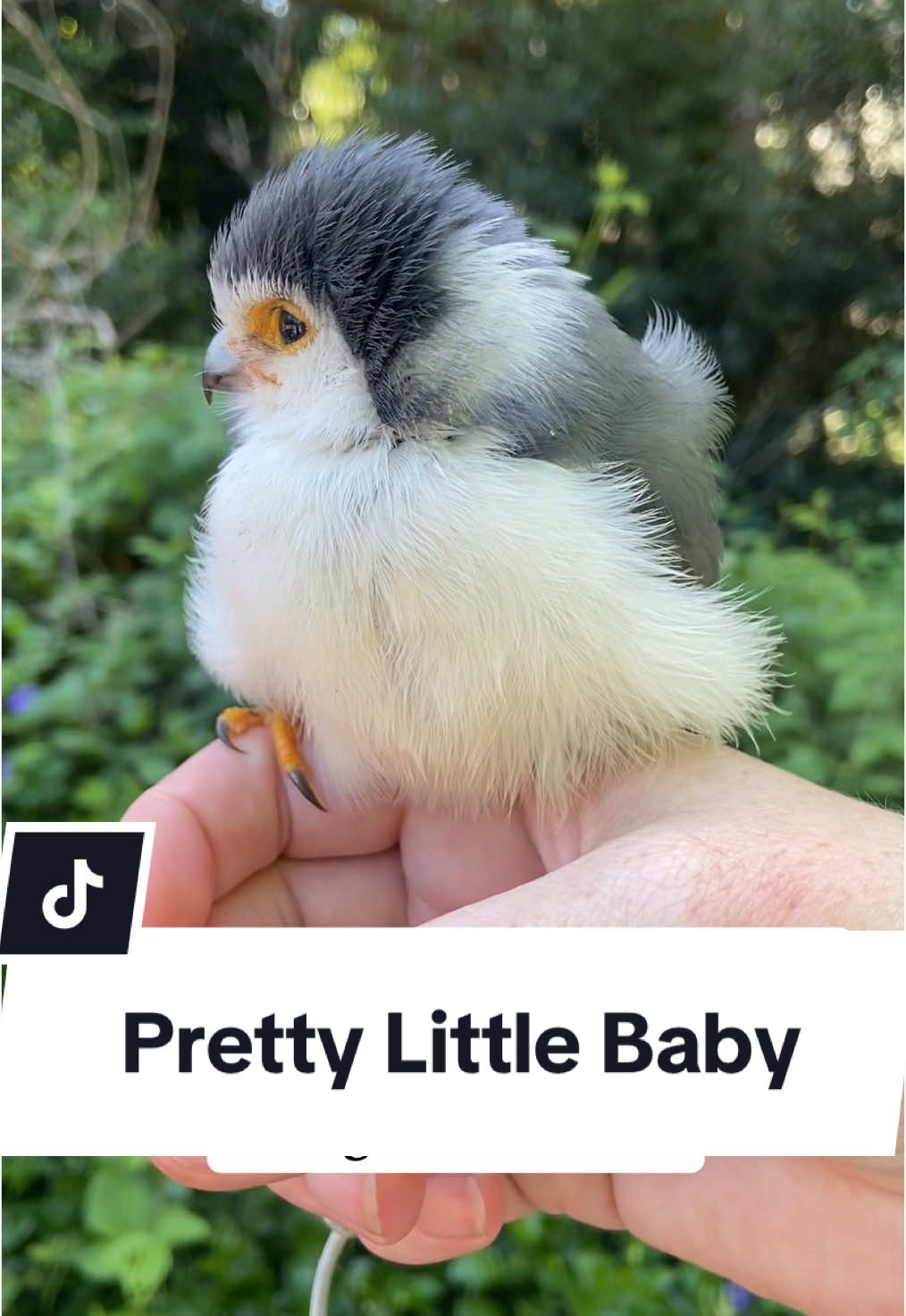 More BIRD content for you - yes, I’ll get back to corset content soon - but isn’t Keilbasa CUTE?! Yes, my glove isnt at all necessary for this particular bird but it’s good practice to always glove up with BoPs. …….  A pretty little “baby”!! #falcon #the3falconeers #pygmyfalcon #falconry #renfaire #birds #birdsoftiktok 