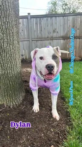 We would like you to meet Dylan! a true shining star in Spark Paws gear! ⭐✨ #sparkpaws #sparkpawsofficial @chicagoshelterdogs