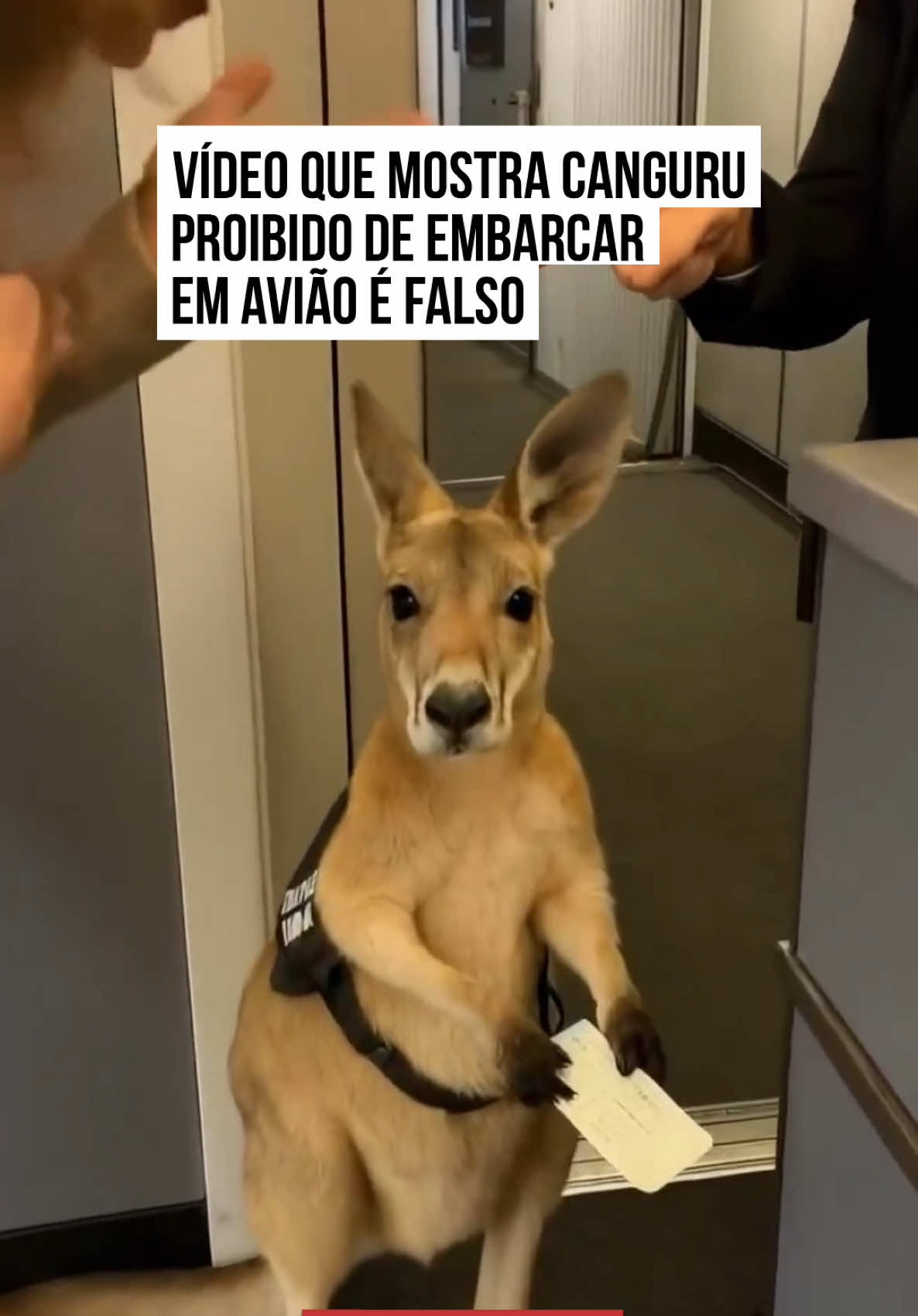 🦘 Circulou nas redes sociais nesta semana um vídeo em que um #canguru é impedido de embarcar em um #avião mesmo sendo um animal de apoio emocional. O registro derreteu o coração de muita gente, mas é falso. Trata-se de mais um vídeo gerado por Inteligência Artificial. Uma história, ainda, acompanhava as imagens, declarando que o canguru — que aparece segurando um papel, que seria a passagem de voo — havia sido impedido de embarcar. Muita gente chegou a se revoltar com a situação. No entanto, logo foi descoberto que o vídeo não é verdadeiro. #TikTokNotícias