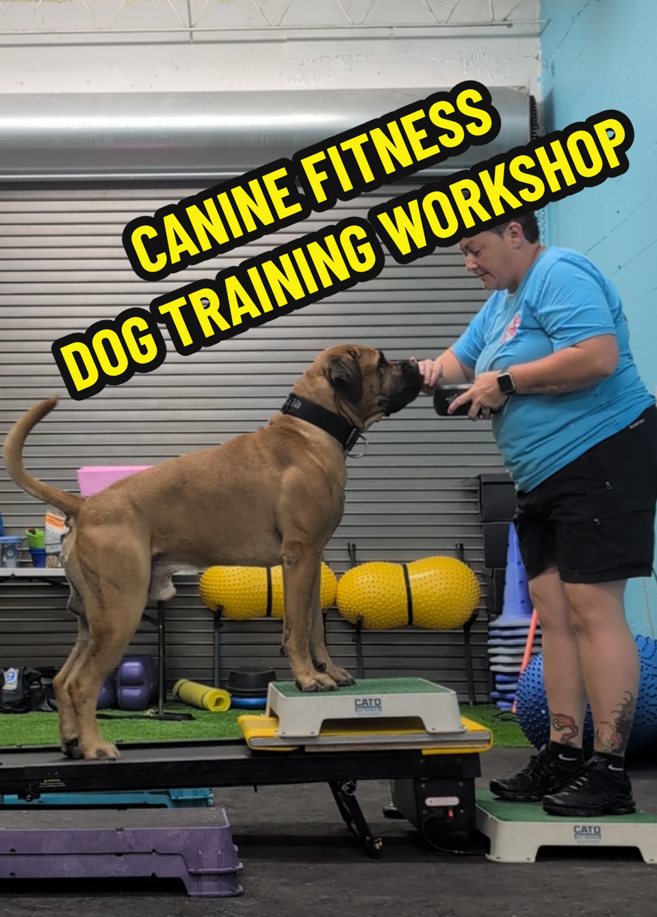 I traveled to South Florida to instruct my Canine Fitness Foundations Workshop. I had so much fun meeting everyone and teaching them about the foundations needed to have a successful fitness program to build strength and coordination. I can't wait to come back and teach everyone more advanced skills!  👉 For booking, email optimalcanineco@gmail.com  #dog #DogTraining #fyp #Fitness #caninefitness #positivedogtraining #balancedtraining #dogtok 