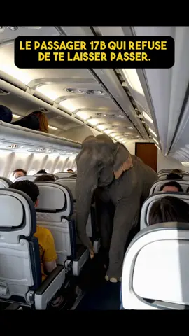 un elephant d'afrique dans le couloir d'un avion de ligne commercial