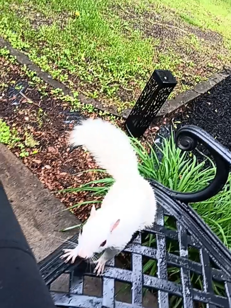 #Qtip #impatient #everyone #foryourpage #fyp #fypシ 