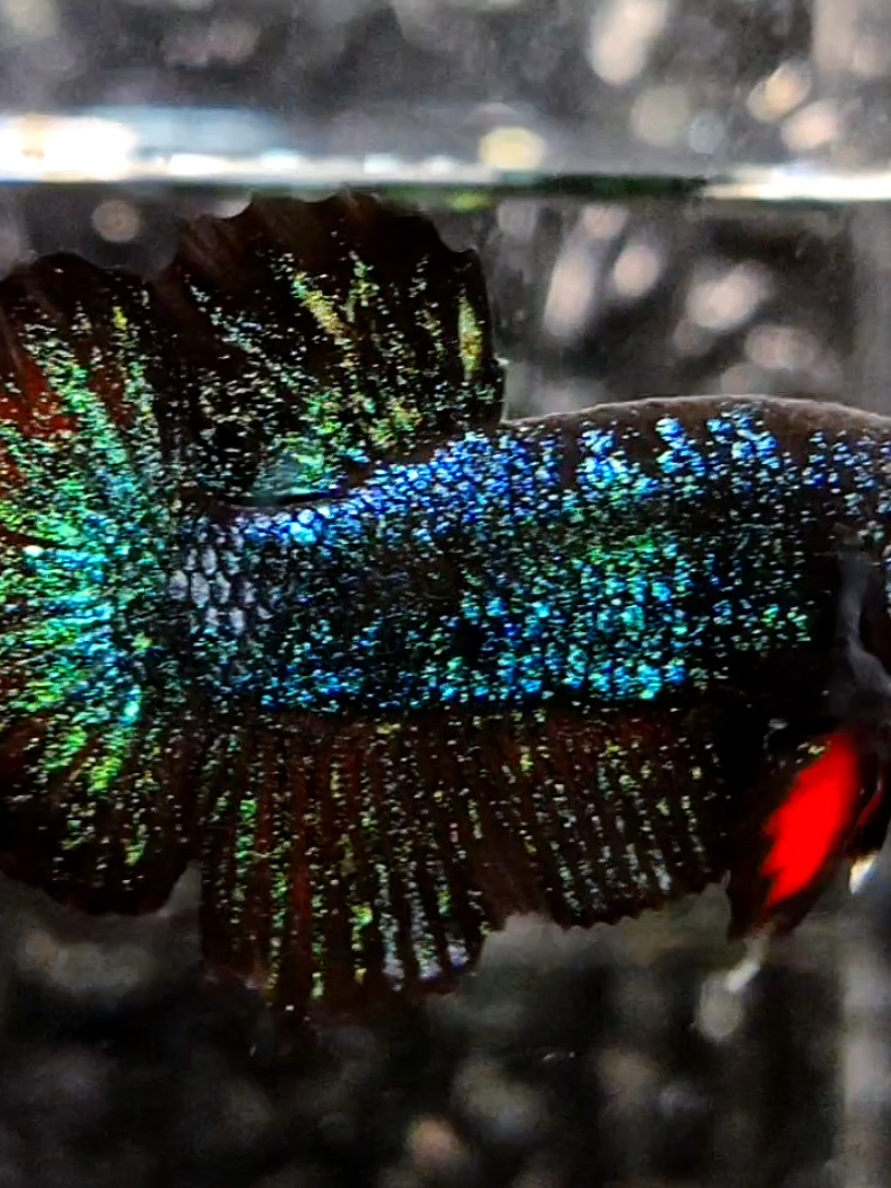 🔰AVATAR GREEN OIL  .  🔰FOLLOW AKUN 2 @2ND.BETTALIA_REBORN.ID oper adopt @cantikukuk  .   #bettaliareborn #bettafish #cupanghias #betta #bettainternational #betta_lover #bettaindonesia #worldwideshipping 