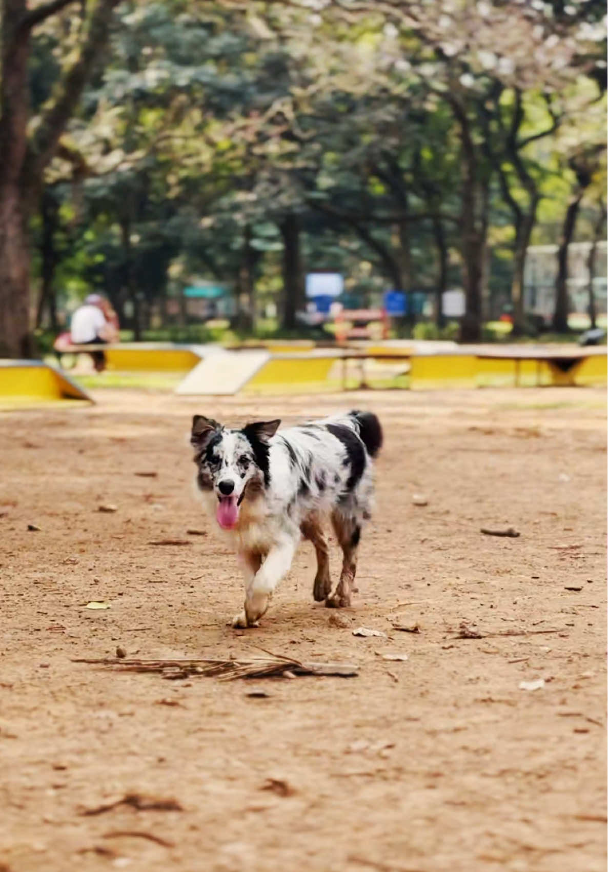 Se prepara, viu? Uma novidade está chegando para deixar os passeios com seu cachorro ainda mais divertidos.