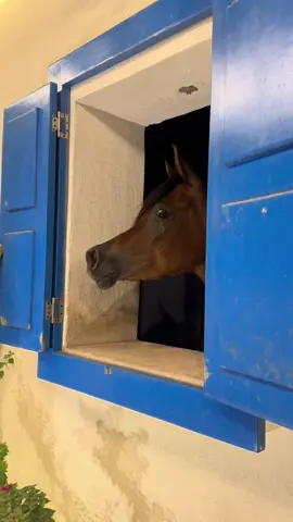 المدلله سحابه ماشاءالله عليها 🤎😢 . . . #الفرس #الجميله #سحابه #اسطبل #يوناني #خيل_وخياله🐎 #مربط_مرتضى💙 