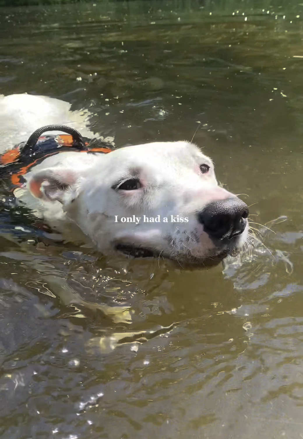 Biscuit before Joy 🥺 #dogs #life #dogslife #dogsoftiktok #sad 