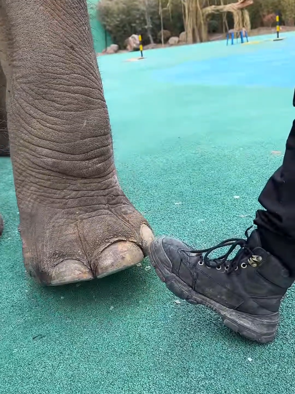 Sabia que ele anda na ponta dos pés? #curioso #animais #bichos #elefante 