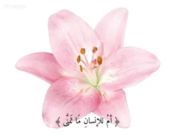 الحمد الله 🤍 (سوره النجم) #صدقه_جاريه #fyp #قران 