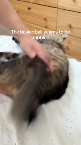 Pansy is LeBron #catsoftiktok 