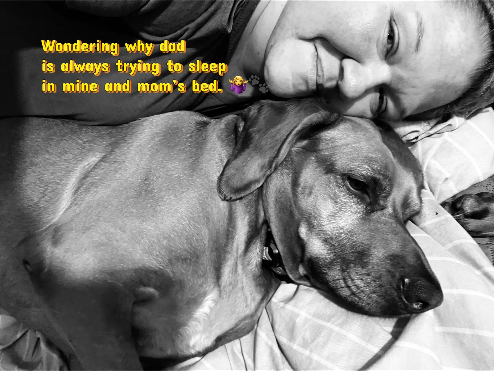 #hounds #bedbugs #dogmom #dogmomlife #pets #PetsOfTikTok #getout #coonhound #coonhoundsoftiktok #redbone #redbonecoonhound #lazy #dogdays #fyp #fypシ 