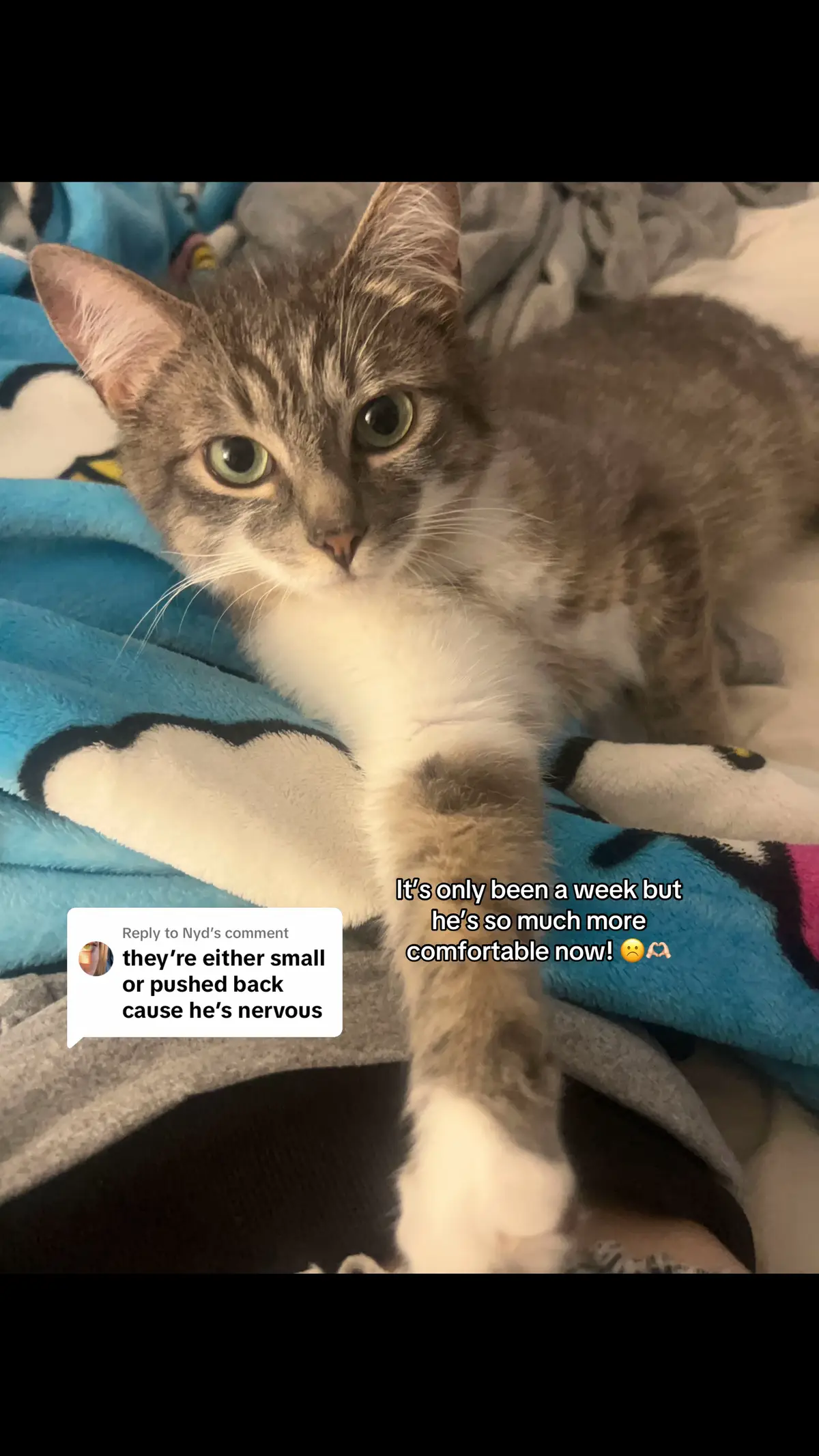 Replying to @Nyd he slepted in bed with us last night and now he’s currently trying to tap my arm for some more attention, he still runs away if u make too much noise or if u walk to fast towards him, but there’s sooo much progress from the first day, he refused to leave under the sink in the washroom at first, but now he’s so comfortable to fall off basically EVERYTHING in the apartment. 😂😂 