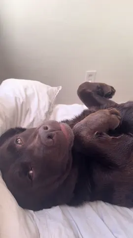 Oh well hello sweet bear  #englishlabrador #hazel #hazeybear #englishlabradors #dogsoftiktoktiktok  #labsoftiktok #chocolatelabrador #chocolatelabradors #bear #chocolatelab #labradorsoftiktok #dogsoftiktok #gooddog #chunkychocolate 