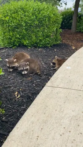 I want them all #trashpanda #fypage #fypシ #animalsoftiktok #raccoonsoftiktok #racoon 