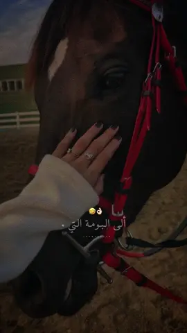 حبيبتي أذانك يبينون.👌🏻🤣✨#راشديةمطنوخة #خيل_وخياله🐎 #capcut #fyp #foryou #viral #viralvideo 