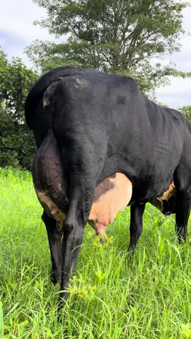Esta Vaca cada día me sorprende mas !cumple con muchos requisitos que quiero encontrar simpre en todas mis vacas. su productividad, su mansedumbre, su tamaño, Esto y muchas características más son las que la hece una vaca perfecta para mingusto. 