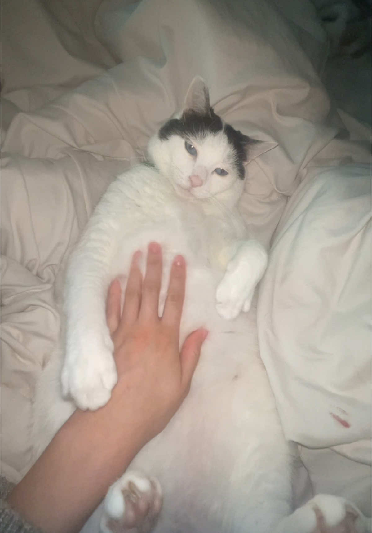 Boba is too cute #fatbabby #catsoftiktok #boba 