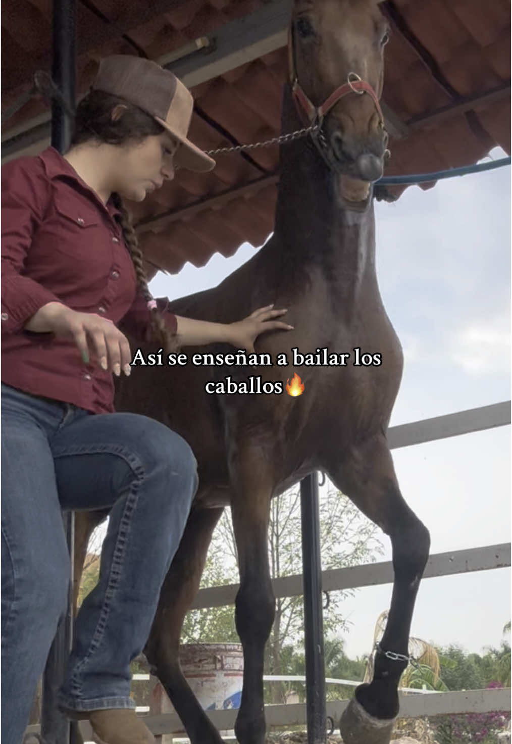 #caballosbailadores #bailar #rancho #caballos #paratii 