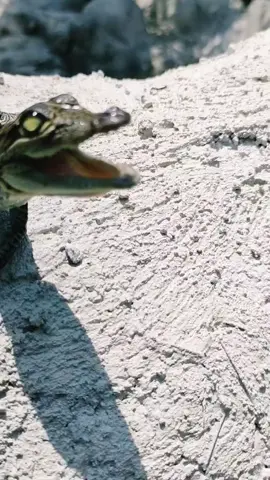 Sonido de cocodrilo bebé 