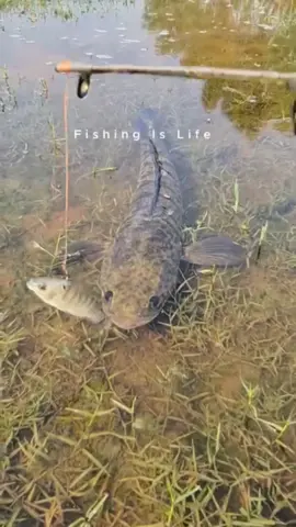 Send this to a friend 😭😭😭 #fishing #jumpscared 