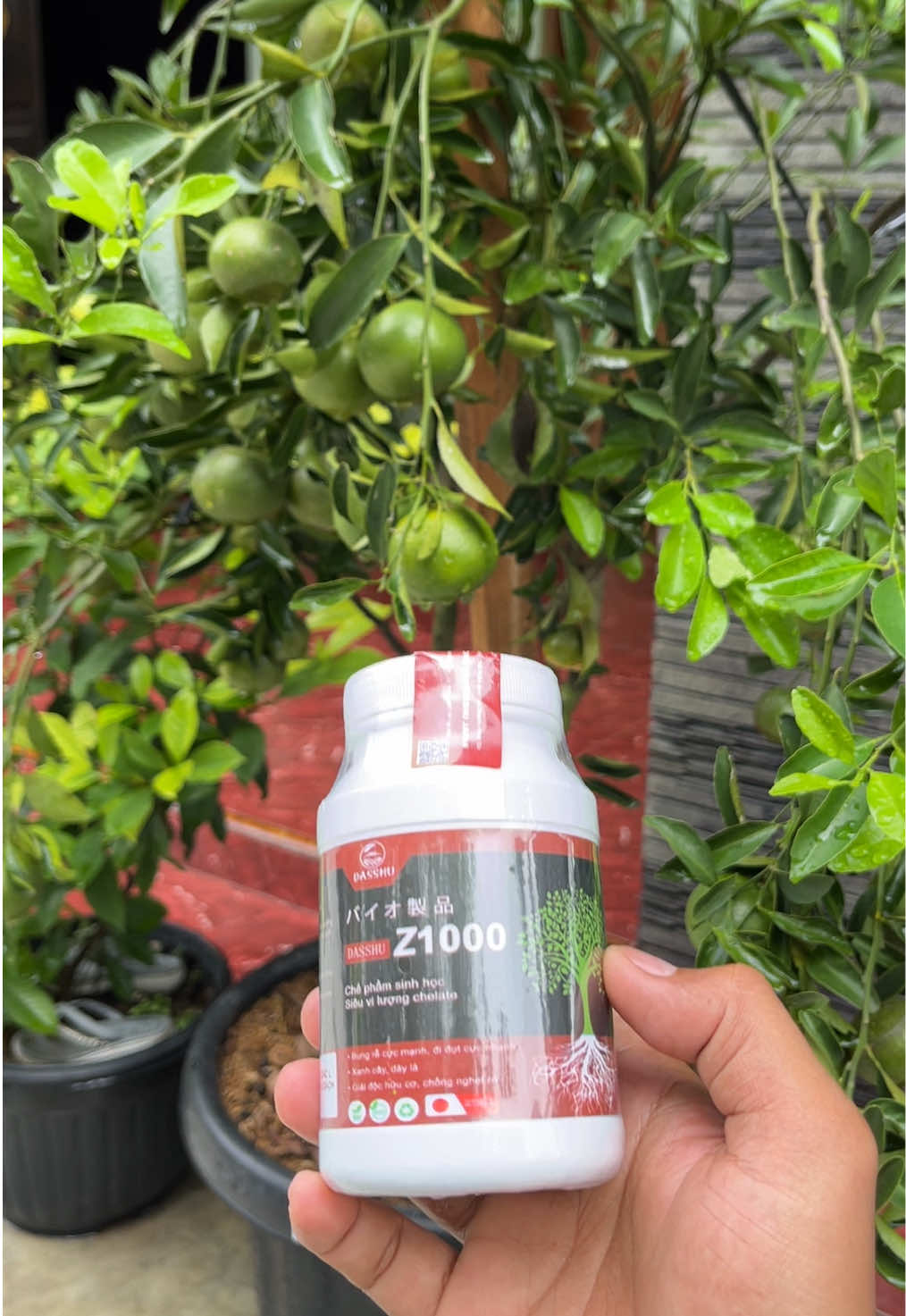 DASSHU Z1000, solusi praktis untuk semua jenis tanaman! Akar kuat, tunas cepat, buah lebat! #PupukAjaib #DasshuZ1000 #TanamanSehat #PerangsangSuper #KebunProduktif 