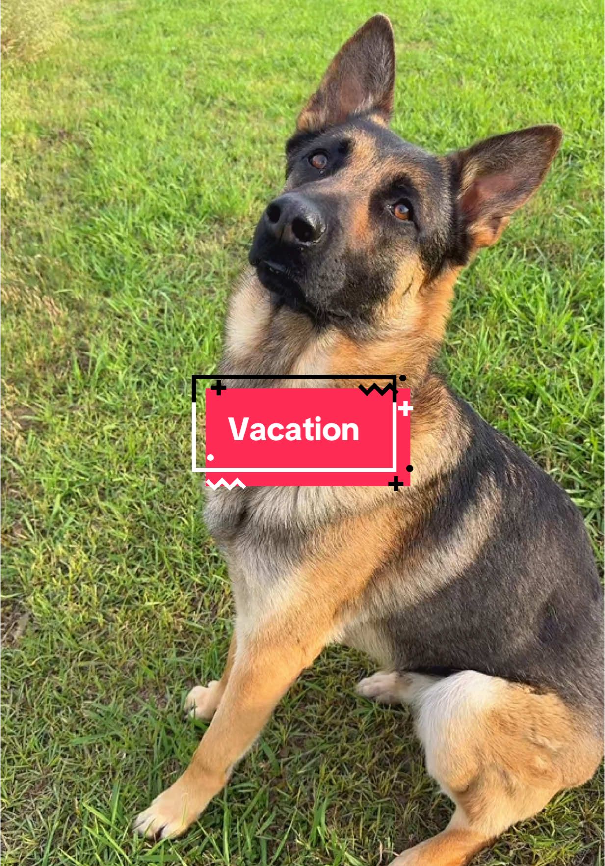 Vacation every weekend #dogsoftiktok #funnydog #germanshepherd #fishingtiktoks 