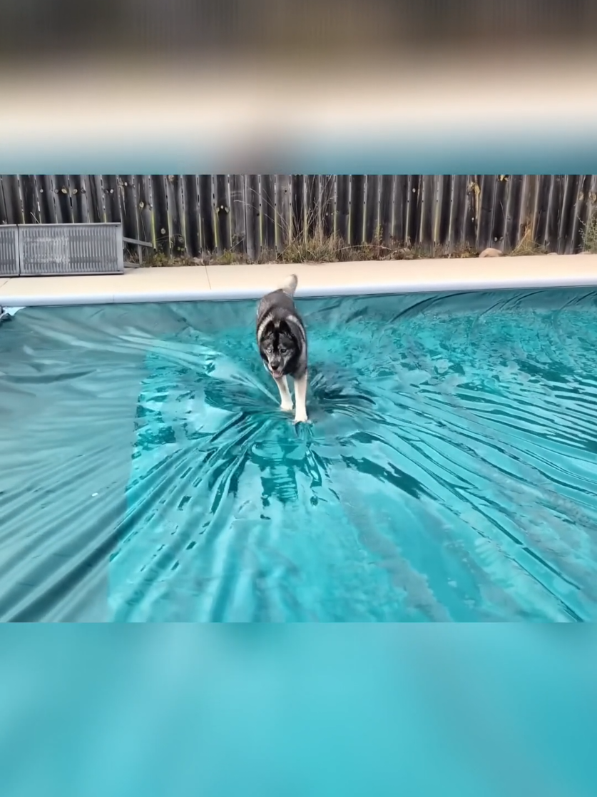 My husky tried to jump into the swimming pool but the this happened!  I think she was very confused!   PS:  Before you freak out, the cover is designed for this, that's the entire reason we bought it, so that at any point if anyone gets in this area, they cannot fall into the pool.  Jamie walks on it about once a week to test it and make sure it stays as it should.  So don't worry!  We were right with Eleanor the entire time.  She was perfectly fine!   #HuskyFails #dogsoftiktok  #SiberianHusky #PoolPup #ConfusedHusky #DogGymnastics #PoolCoverAntics #DogLovers #FunnyDogs #PawsomePups #HuskyShenanigans #DogPoolFail #RunningOnWaterCover #WhatTheFluff #GoofyHusky