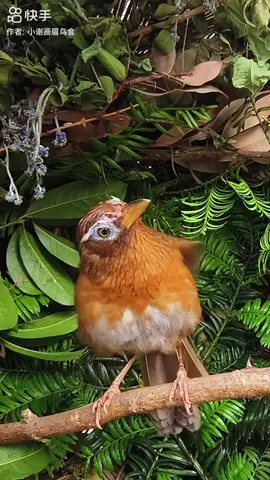 Tiếng mi trống hót kích trống căng lửa