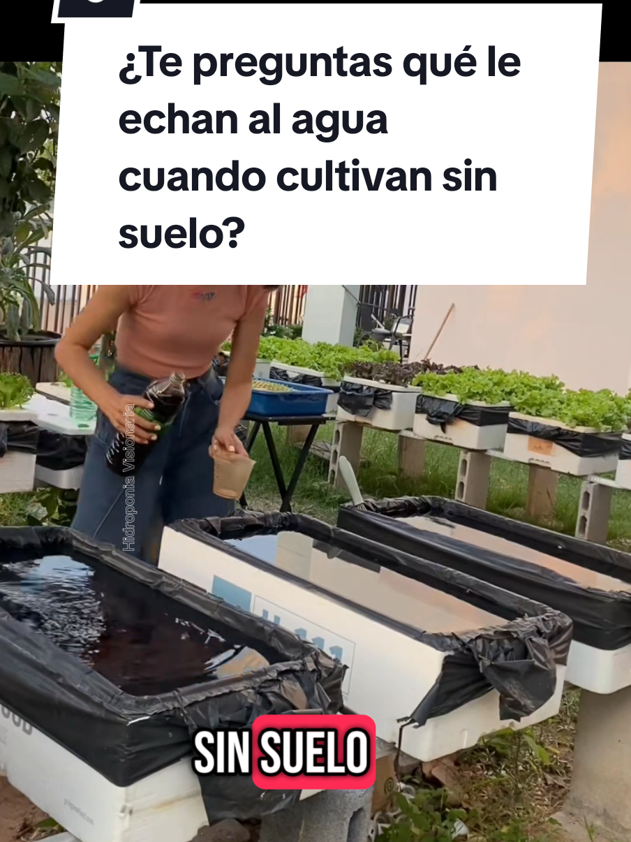 ¿Te preguntas qué le echan al agua cuando cultivan sin suelo? Ingresa a nuestra comunidad y a la clase gratis desde el link del perfil☝️☝️ #hidroponia #cultivoencasa #hidroponik #DIY #huertoshidroponicos #hidroponialatinoamerica #cultivoencasa #huertaorganica 