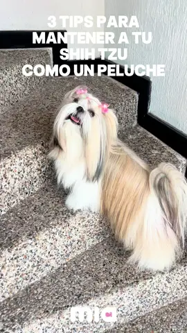 Tips para mantener el manto de tu SHIH tzu siempre intacto y sano!  #shihtzu #perros #perrosmantoslargos #PeluqueríaCaninaProfesional #amorperruno 
