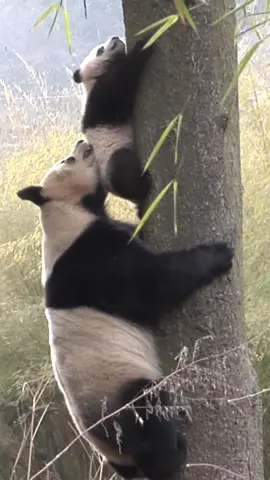 So warm - hearted! The giant panda mother is guarding her cub as it climbs down the tree.#panda #cute #pandababy 