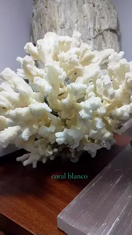 Coral blanco hermosas piezas naturales sé venden envío a todo el Perú comunícate con nuestros números 923281835#coral