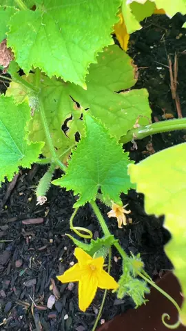 I think my garden for producing food …. Abundance. We eating #gardening #graden101 #2025graden #fyp #trending 