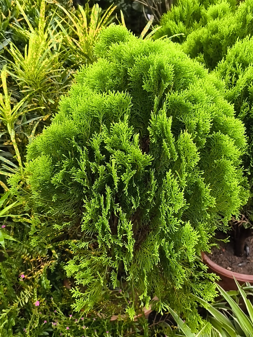 Cây Trắc Bách Diệp. Được coi là biểu tượng của sự trường thọ và mang lại bình an cho gia chủ, Giúp xua đuổi tà khí và những điều xui xẻo. đặc biết còn được làm thuốc chữa bệnh #caycanh #cayphongthuy #nhacuadoisong #tiktokshop #xuhuong #thinhhanh 