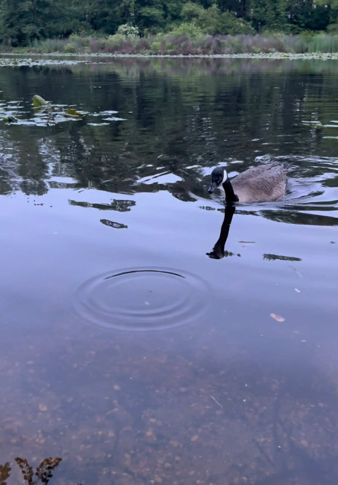 pb turtle and goose #fyp #fishing #bassfishing #fishtok #viral #CapCut