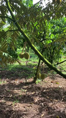 Chúc cả nhà Ngày mới an lành 😇😇😇