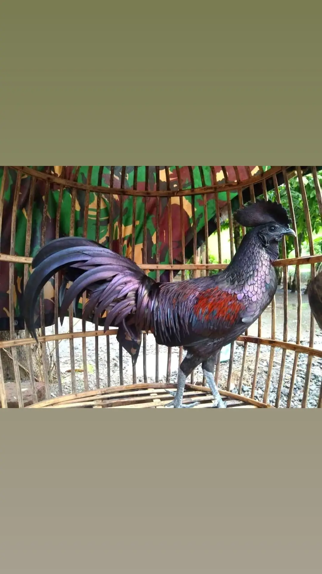 #ayam #unik 